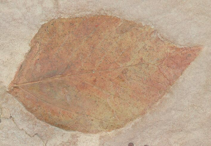 Red Fossil Leaf (Buckthorn) - Montana #68321